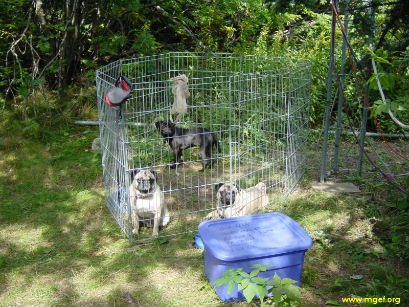 [pugs]